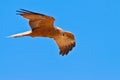 Black kite bird flying in the sky Royalty Free Stock Photo