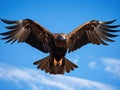 Black kite bird flying in the sky Royalty Free Stock Photo