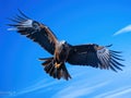 Black kite bird flying in the sky Royalty Free Stock Photo