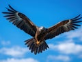 Black kite bird flying in the sky Royalty Free Stock Photo