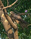 Black kite bird with food sitting in leaves on top of tree Royalty Free Stock Photo