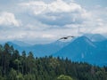 Black kite bird of prey flying over alpine forest mountain Royalty Free Stock Photo