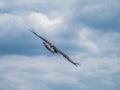 Black kite bird of prey flying in a cloudy sky Royalty Free Stock Photo