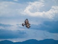 Black kite bird of prey flying over alpine forest mountain Royalty Free Stock Photo