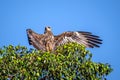 Black kite bird spreading large wings & sitting on top of tree Royalty Free Stock Photo