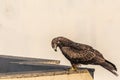 Black Kite Royalty Free Stock Photo
