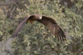 A black kite catching and eating in flight. Royalty Free Stock Photo