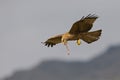 A black kite catching and eating in flight. Royalty Free Stock Photo