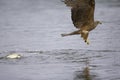 A black kite catching and just missing a fish from a lake Germany. Royalty Free Stock Photo