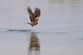 Black kite fishing