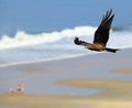 Black Kite in flight Royalty Free Stock Photo