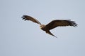 Black kite in flight Royalty Free Stock Photo