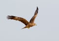 Black kite in flight with fish in legs. Front view Royalty Free Stock Photo