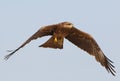 Black kite in flight with fish in legs. Front view Royalty Free Stock Photo