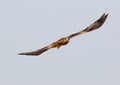 Black kite in flight with fish in legs. Front view Royalty Free Stock Photo