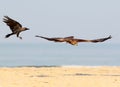 Black kite in flight with house crow. Royalty Free Stock Photo