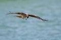 Black Kite in flight