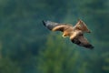 Black kite in flight, Milvus migrans, bird of prey fly above wintery meadow with snow. Hunting animal with catch. Royalty Free Stock Photo