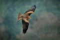 Black kite in flight, Milvus migrans, bird of prey fly above wintery meadow with snow. Hunting animal with catch. Royalty Free Stock Photo