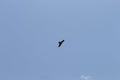 A black kite flying in the blue sky Royalty Free Stock Photo