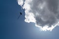 Black kite flying by cloud on blue sky Royalty Free Stock Photo