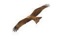 Black kite flying Royalty Free Stock Photo