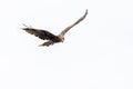 Black Kite flying in sky with while background Royalty Free Stock Photo