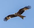 Black kite flying under blue sky Royalty Free Stock Photo