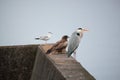 Black kite and gray heron black-headed gull on the breakwater of lake Royalty Free Stock Photo