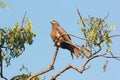 black kite is habbitant of indian land Royalty Free Stock Photo