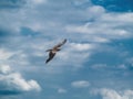 Black Kite hawk flying in a cloudy sky Royalty Free Stock Photo