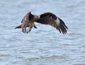 Black Kite Royalty Free Stock Photo