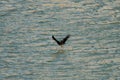 black kite is hunting, catching a fish from the sea, and flying to the sky. Royalty Free Stock Photo