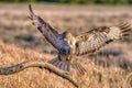 Black kite on leafless branch Royalty Free Stock Photo