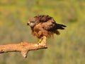 Black kite on leafless branch Royalty Free Stock Photo