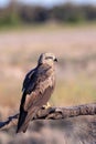 Black kite on leafless branch Royalty Free Stock Photo