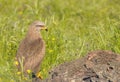 Black kite looking away while sitting in grass. Royalty Free Stock Photo