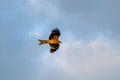 Black Kite, a migratory raptor bird, flying and looking for food on sunny day Royalty Free Stock Photo