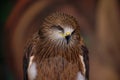 A black kite, Milvus migran, sitting in the zoo enclosure looks thoughtfully to the right and down