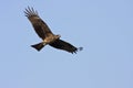 Black kite,Milvus migrans Royalty Free Stock Photo