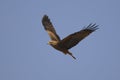 Black Kite (Milvus migrans) Royalty Free Stock Photo