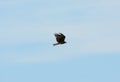 Black Kite (Milvus migrans)