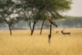 Black kite or Milvus migrans bird closeup or portrait with face expression perched in grassland of tal chhapar blackbuck sanctuary Royalty Free Stock Photo