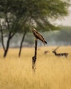 Black kite or Milvus migrans bird closeup or portrait with face expression perched in grassland of tal chhapar blackbuck sanctuary Royalty Free Stock Photo