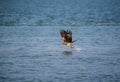 Black Kite Milvus migrans Royalty Free Stock Photo