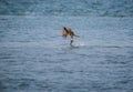 Black Kite Milvus migrans Royalty Free Stock Photo