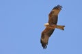 Black Kite - Milvus migrans bird of prey flying on the blue sky, Accipitridae, opportunistic hunter and are more likely to Royalty Free Stock Photo