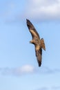 Black Kite Milvus migrans bird of prey Royalty Free Stock Photo