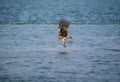 Black Kite Milvus migrans Royalty Free Stock Photo