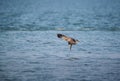 Black Kite Milvus migrans Royalty Free Stock Photo